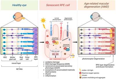 Targeting shared pathways in tauopathies and age-related macular degeneration: implications for novel therapies